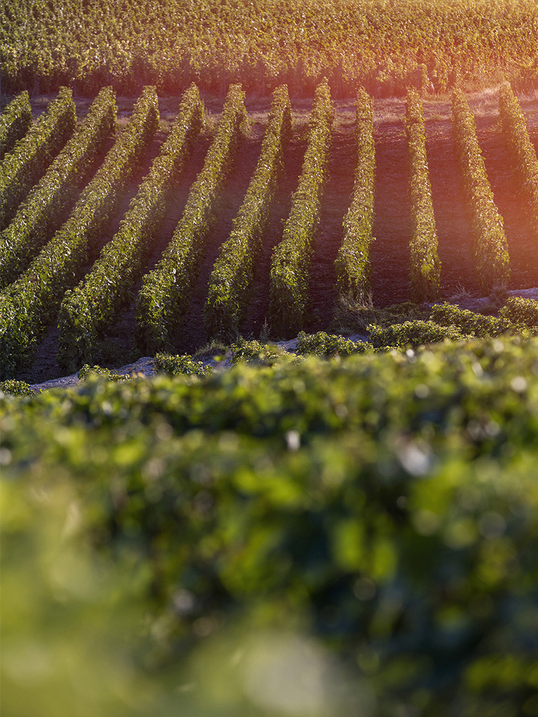 Nos vins, notre terroir