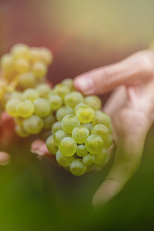 Nos vins, notre terroir